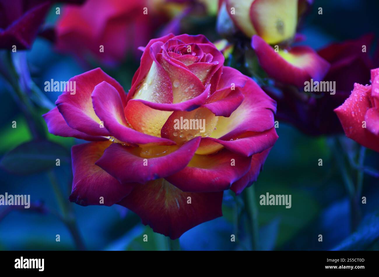 Rose rosa e gialle fresche e bagnate con goccioline in macrofotografia. Rosa fresca e umida con goccioline in macro Foto Stock