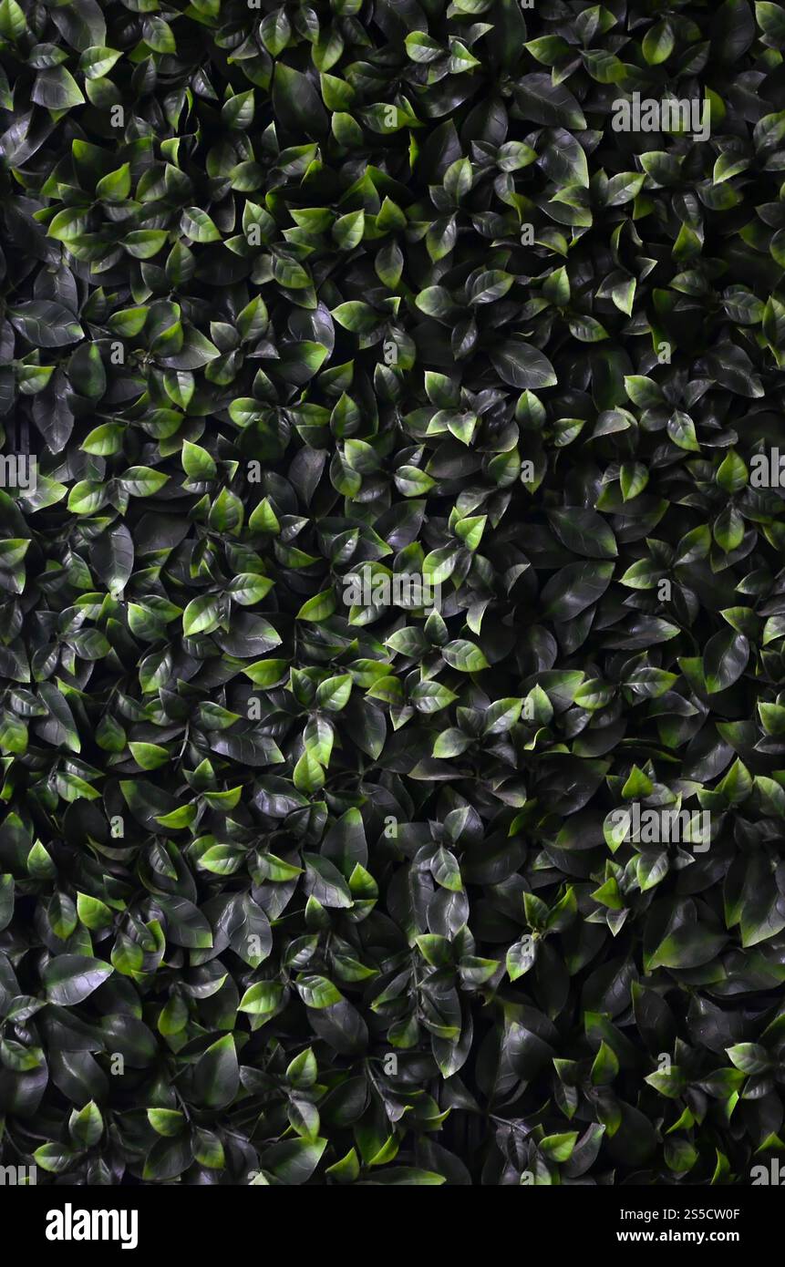 Green ivy cresce lungo la parete. Texture di densi canneti del vitigno selvatico Foto Stock