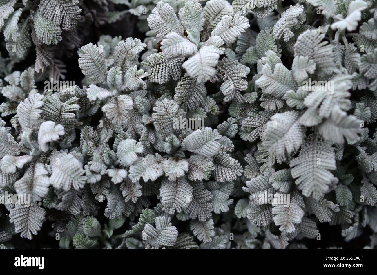 Macro fotografia di piccole piantagioni verdi con foglie a forma di burdock e tessitura di filo lavorato a maglia Foto Stock