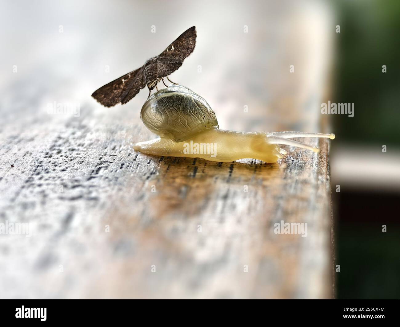 Un insetto di farfalla Cogia atterra sul guscio di una lumaca da giardino Foto Stock