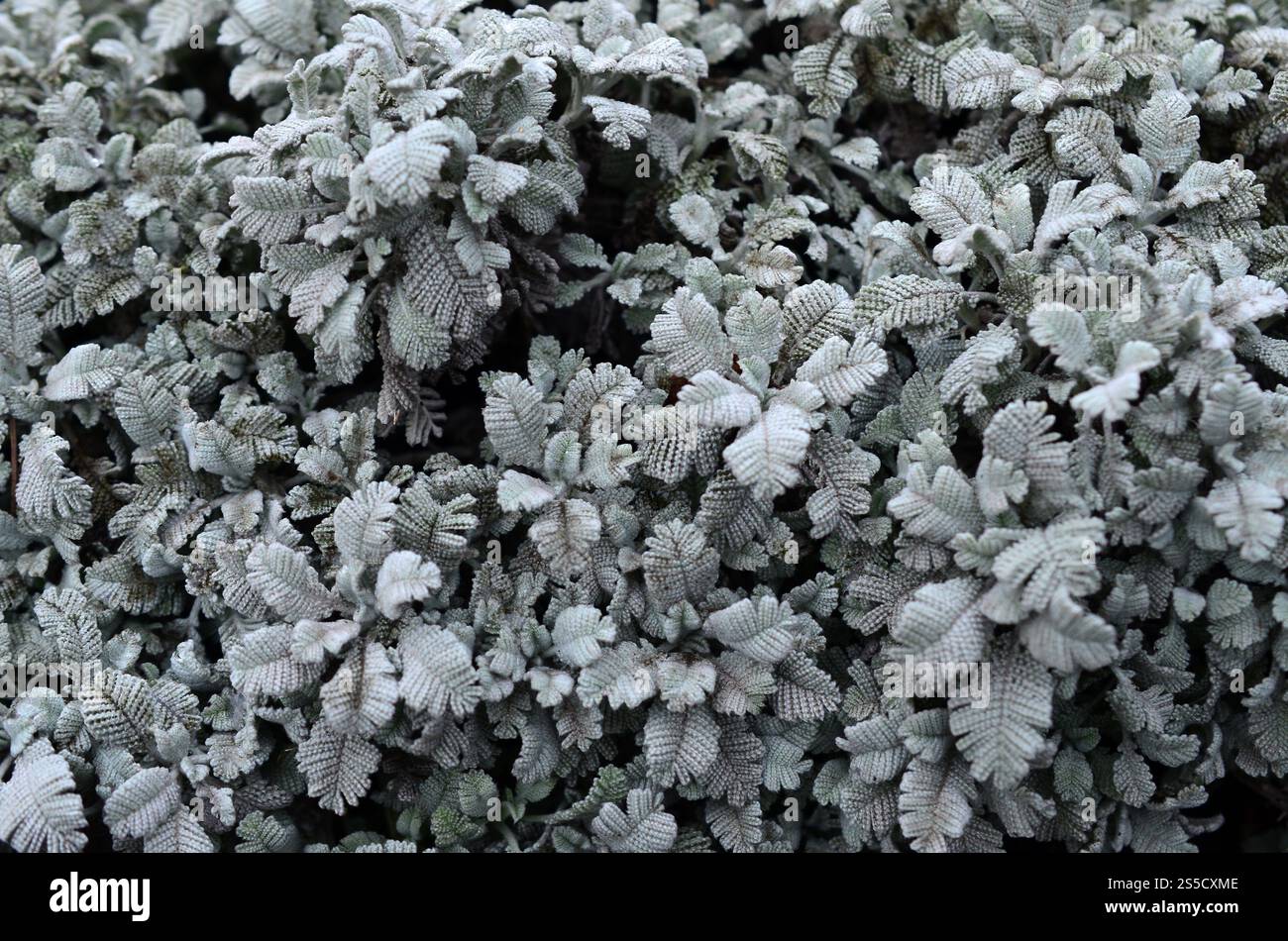 Macro fotografia di piccole piantagioni verdi con foglie a forma di burdock e tessitura di filo lavorato a maglia Foto Stock
