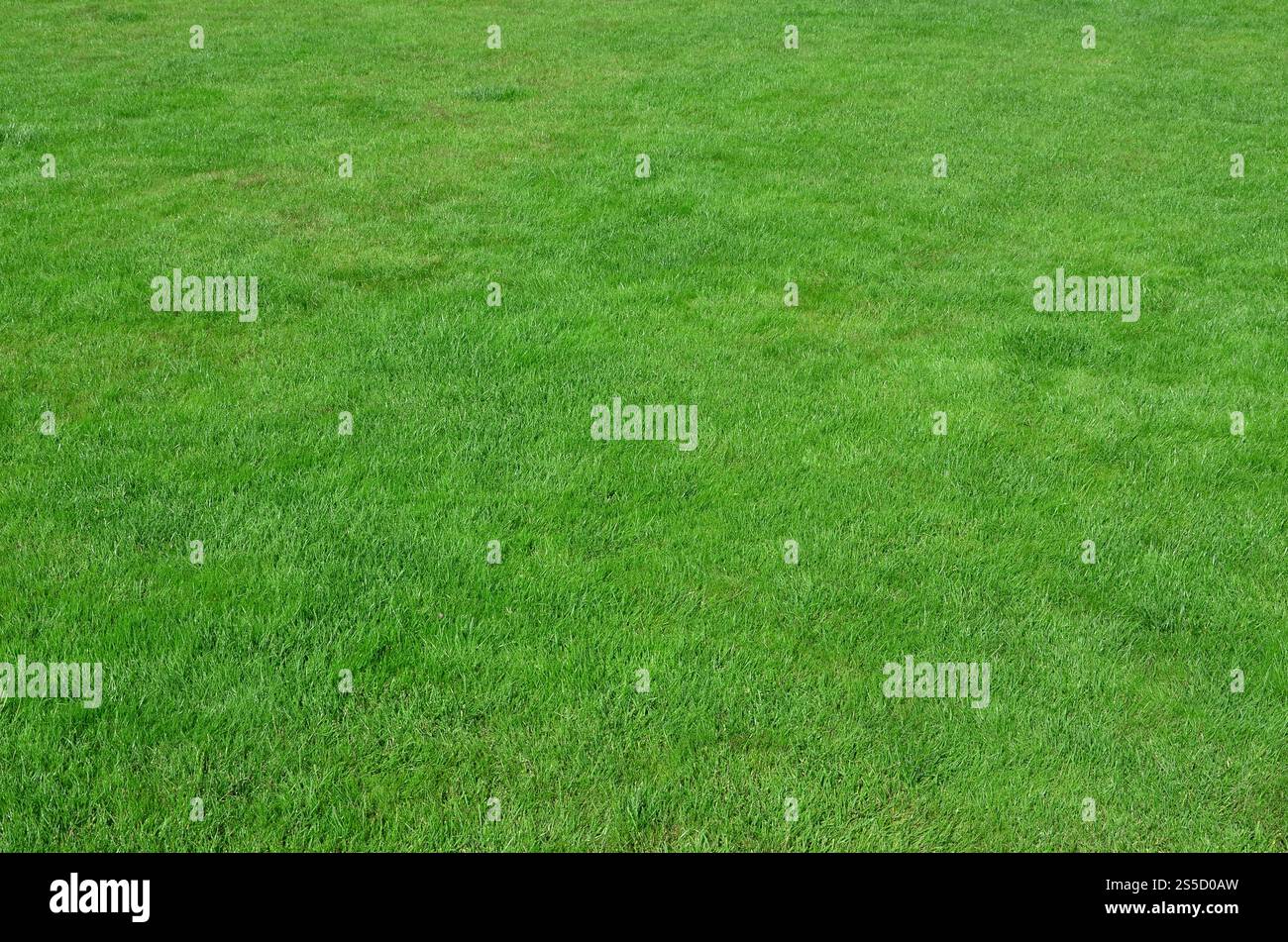 Foto del sito con anche-tagliato erba verde. Prato o vicolo di fresca erba verde Foto Stock