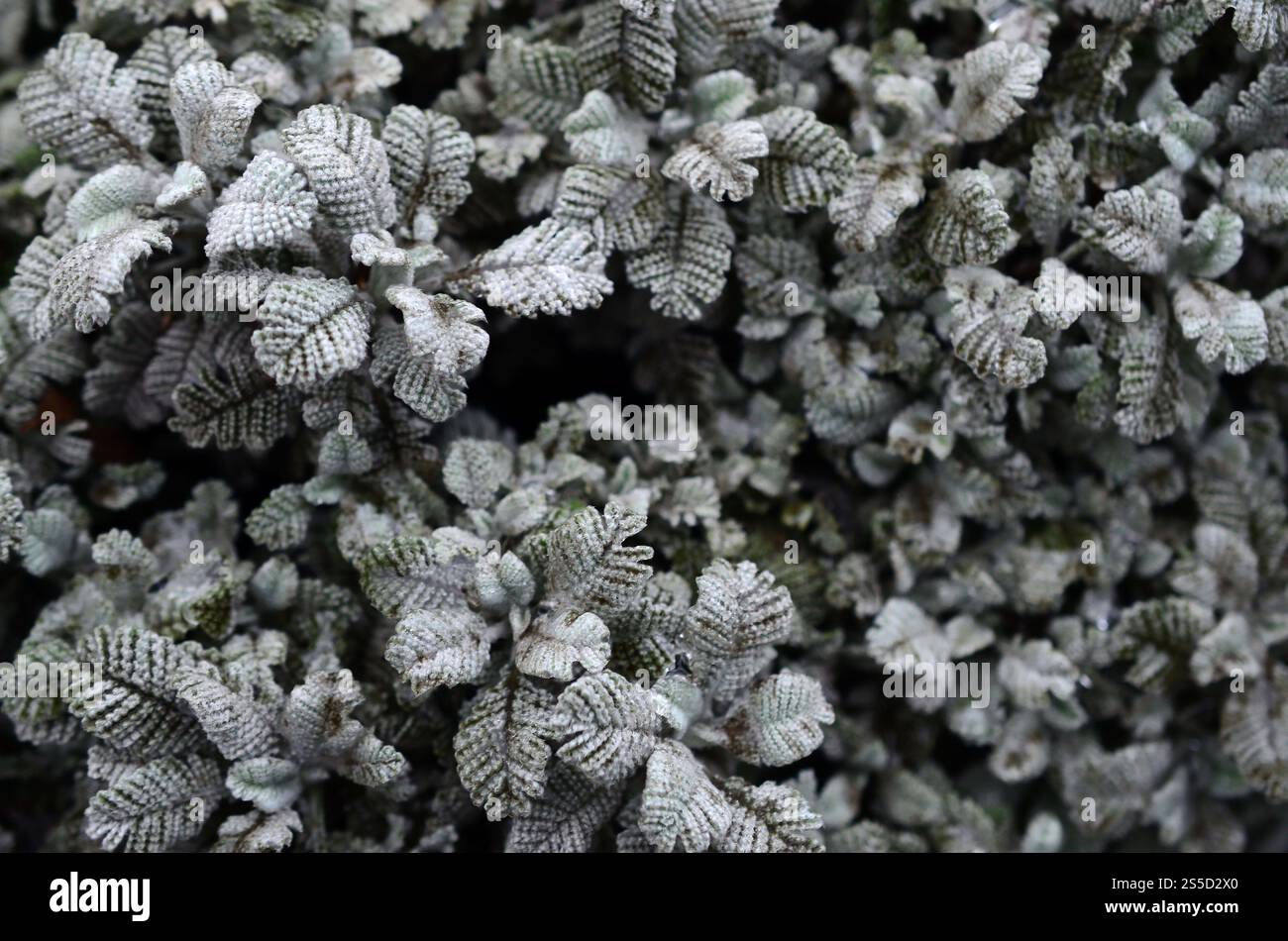 Macro fotografia di piccole piantagioni verdi con foglie a forma di burdock e tessitura di filo lavorato a maglia Foto Stock