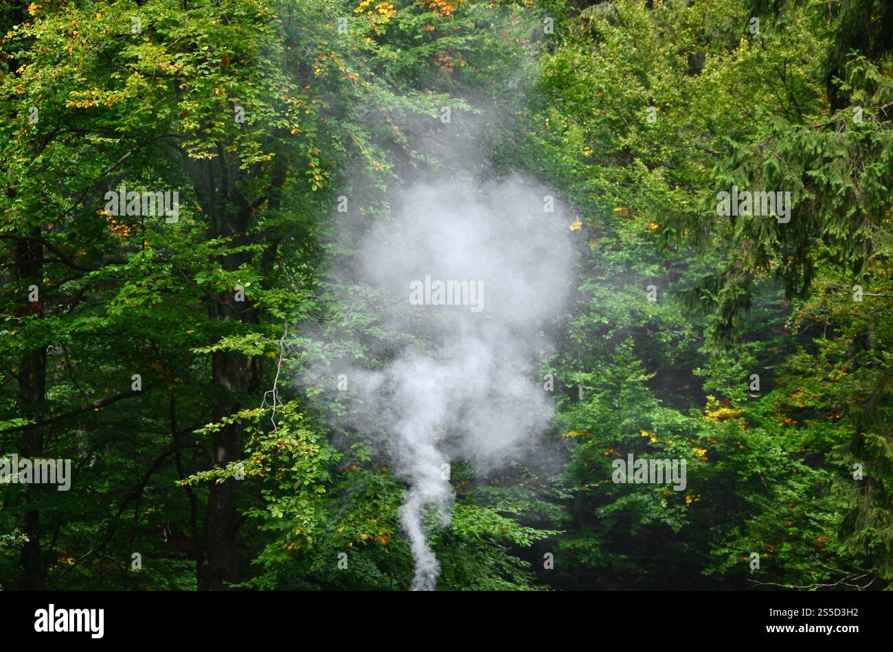 Emissione di fumo bianco si diffonde sopra lo sfondo di alberi forestali Foto Stock