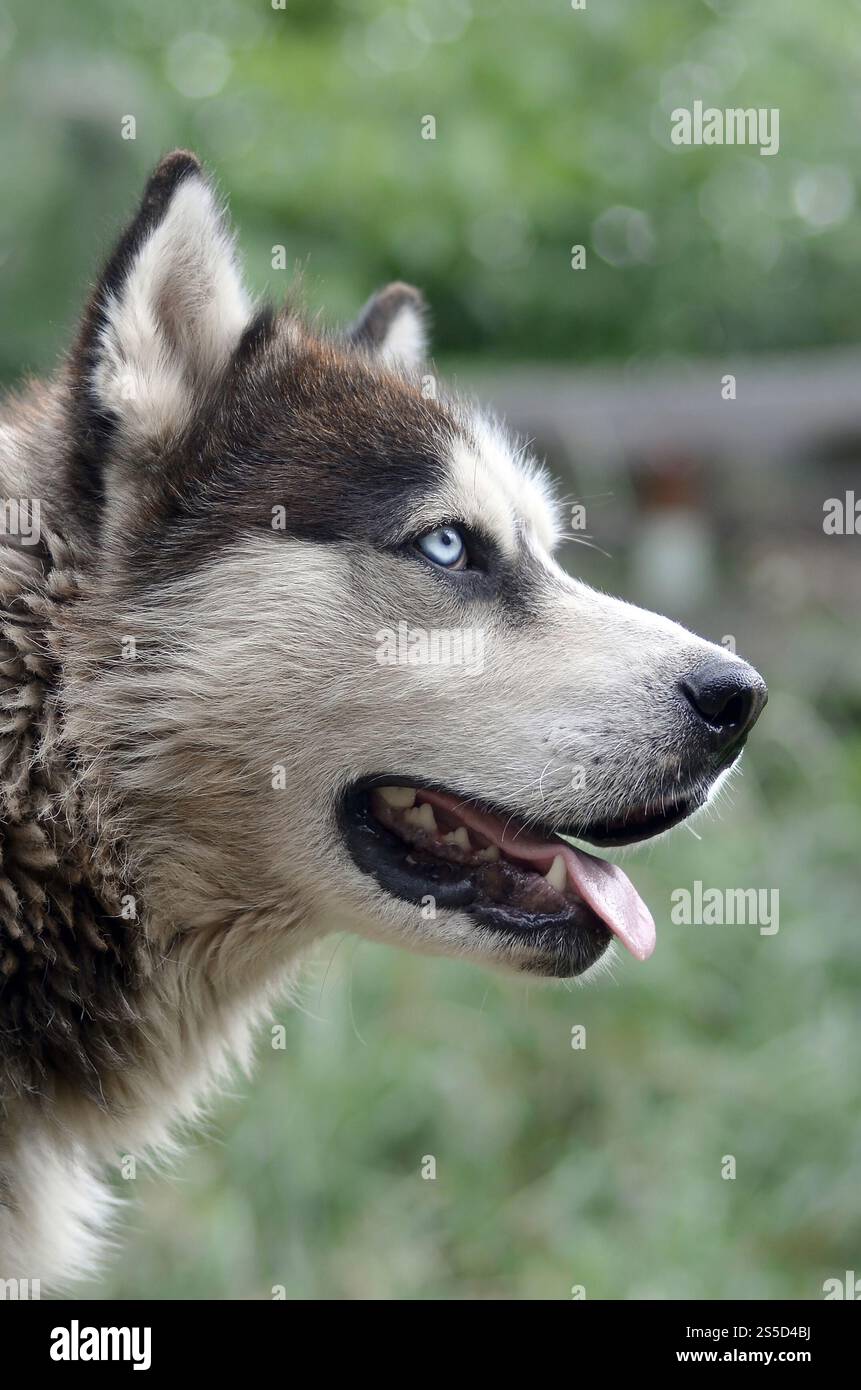 Alaskan Malamute con gli occhi blu. Il Malamute artico è un cane di dimensioni abbastanza grandi, progettato per lavorare nell'imbracatura, uno dei più antichi Foto Stock