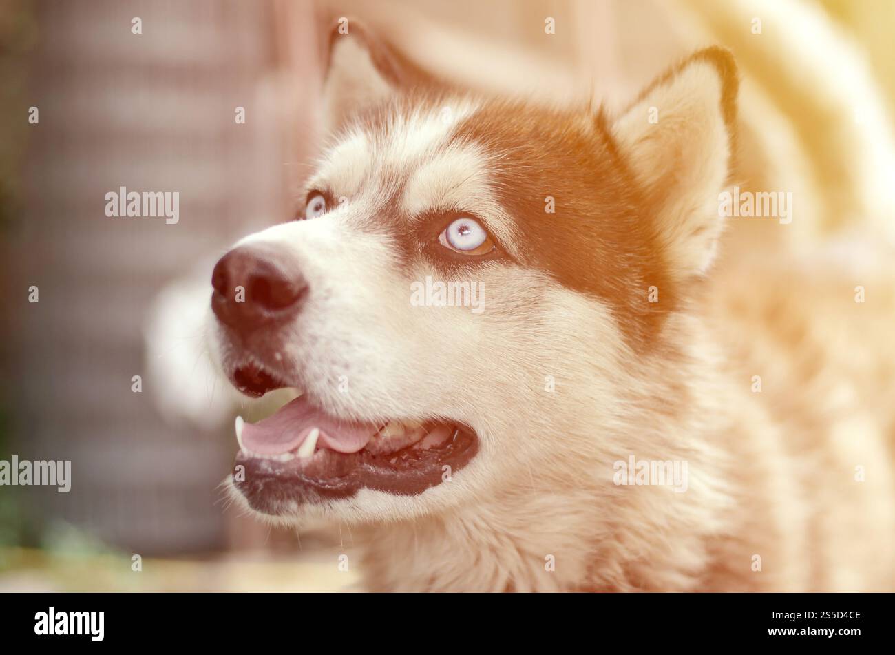 Alaskan Malamute con gli occhi blu. Il Malamute artico è un cane di dimensioni abbastanza grandi, progettato per lavorare nell'imbracatura, uno dei più antichi Foto Stock