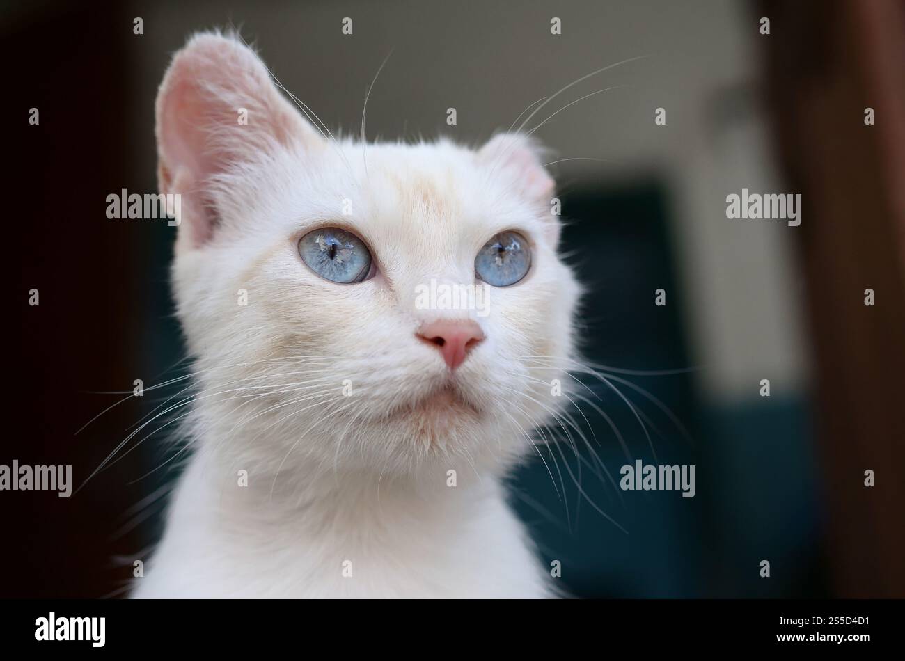 Un gatto bianco puro con occhi blu turchese e orecchie rosa difettose all'aperto. Gatto bianco puro con occhi blu turchese e orecchie rosa difettose Foto Stock