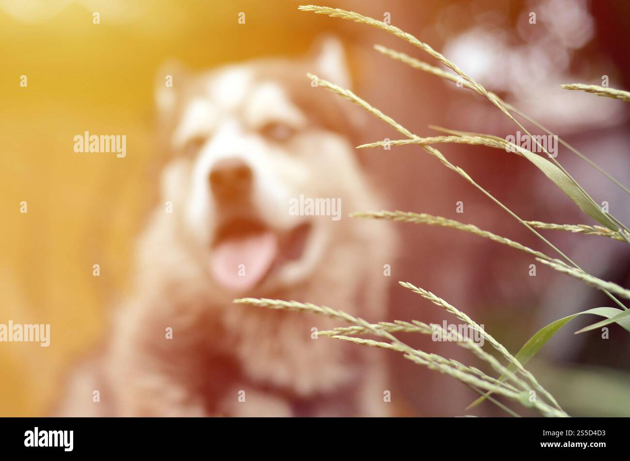 Arctic Malamute con occhi blu che mettono a fuoco il ritratto a distanza ravvicinata attraverso i gambi di erba verde con messa a fuoco selettiva. Arctic Malamute è un posto meraviglioso Foto Stock