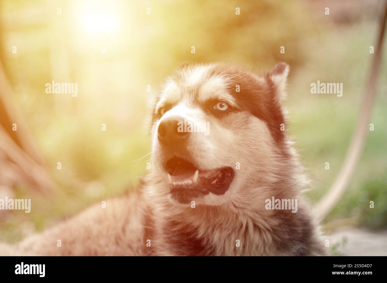 Alaskan Malamute con gli occhi blu. Il Malamute artico è un cane di dimensioni abbastanza grandi, progettato per lavorare nell'imbracatura, uno dei più antichi Foto Stock