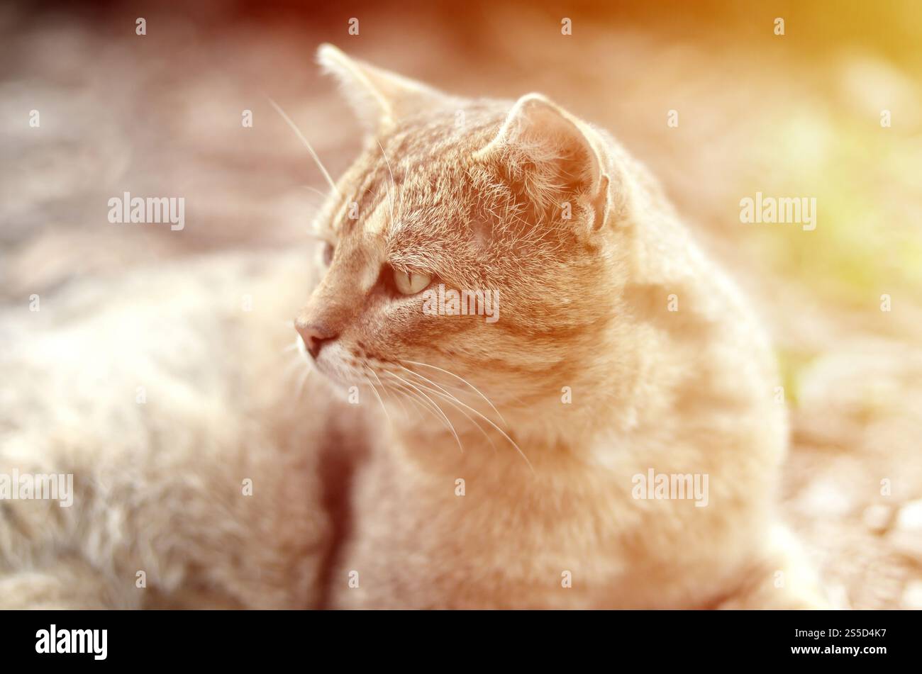 Ritratto muso di un gatto tabby a righe grigie con occhi verdi, messa a fuoco selettiva. Un concetto di umore triste. Triste ritratto alla museruola di un gatto tabby a righe grigie con Foto Stock