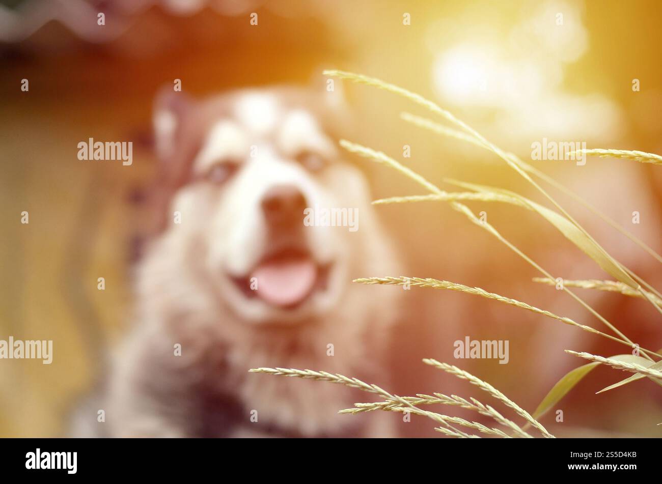 Arctic Malamute con occhi blu che mettono a fuoco il ritratto a distanza ravvicinata attraverso i gambi di erba verde con messa a fuoco selettiva. Arctic Malamute è un posto meraviglioso Foto Stock