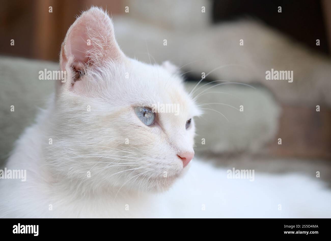 Un gatto bianco puro con occhi blu turchese e orecchie rosa difettose all'aperto. Gatto bianco puro con occhi blu turchese e orecchie rosa difettose Foto Stock