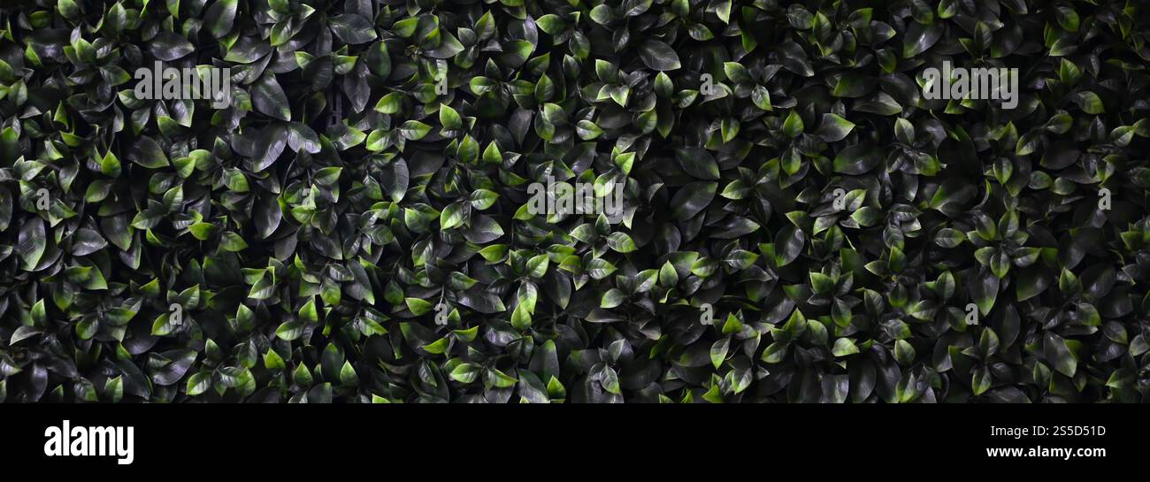 Green ivy cresce lungo la parete. Texture di densi canneti del vitigno selvatico Foto Stock