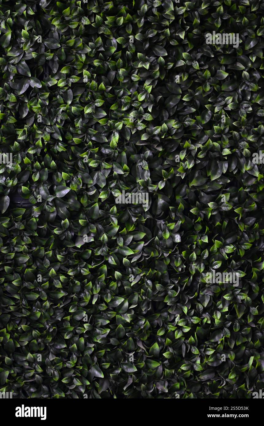 Green ivy cresce lungo la parete. Texture di densi canneti del vitigno selvatico Foto Stock