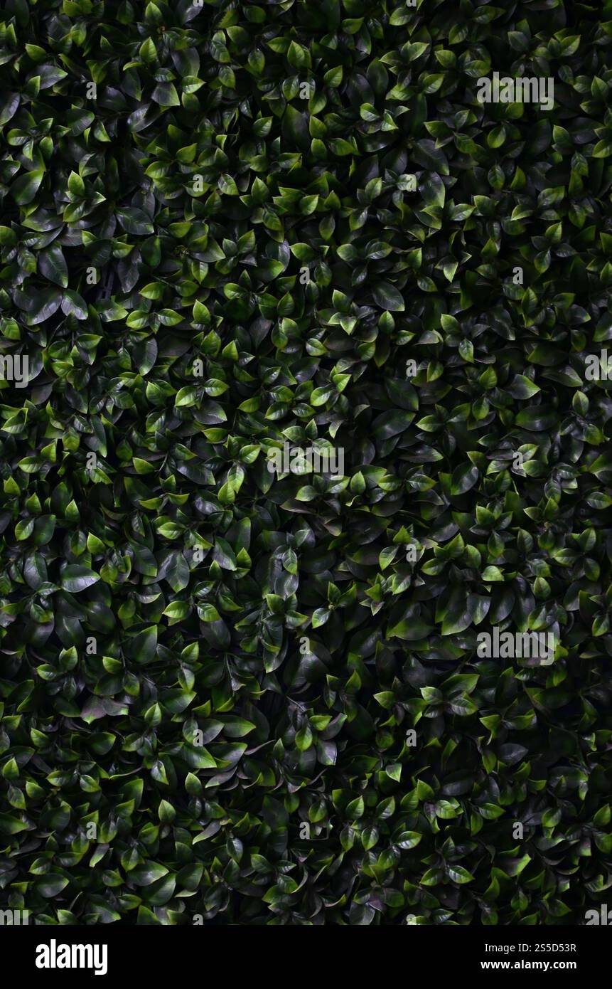 Green ivy cresce lungo la parete. Texture di densi canneti del vitigno selvatico Foto Stock