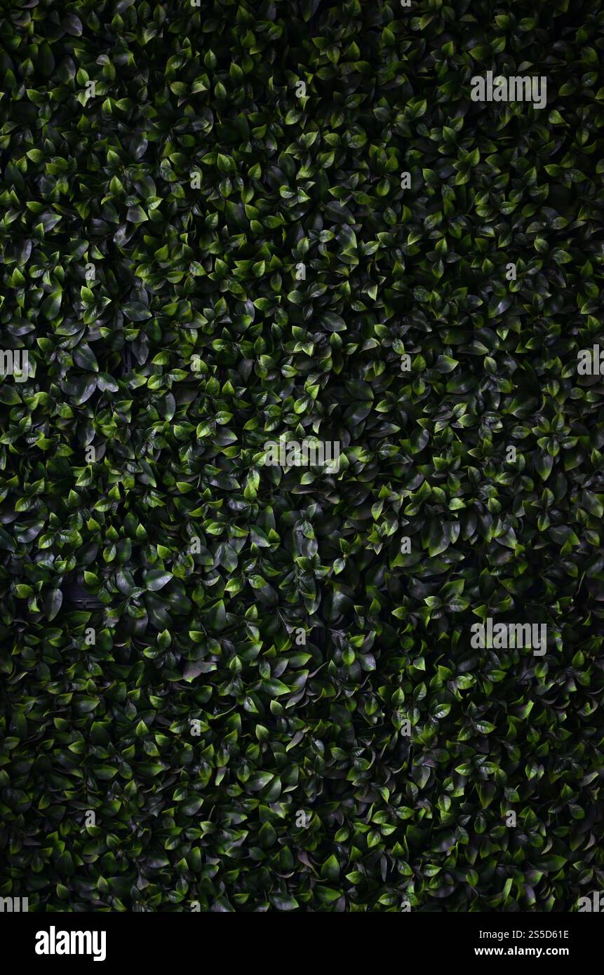 Green ivy cresce lungo la parete. Texture di densi canneti del vitigno selvatico Foto Stock