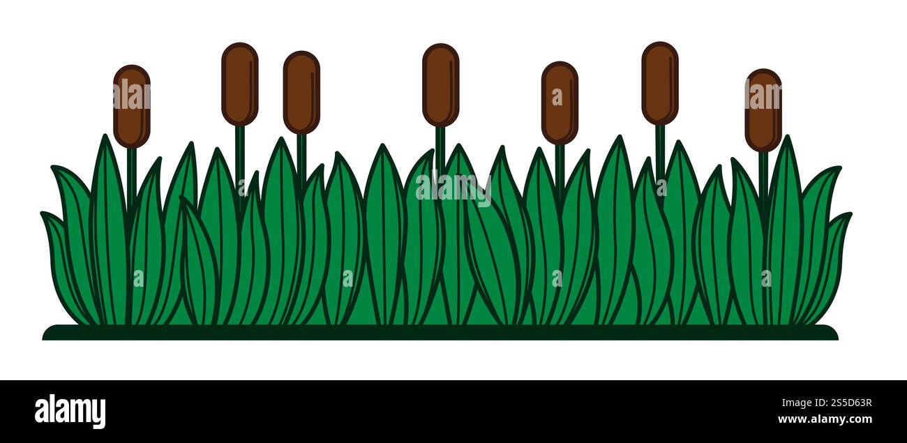 Boschetti di bulrush con lunghe foglie verdi e fiori marroni. Erba alta che cresce su terreni paludosi. Riga lunga e spessa di illustrazione vettoriale piatta di cartoni animati isolati ad alta reed su sfondo bianco. Boschetti di bulrush con lunghe foglie verdi e fiori Illustrazione Vettoriale Boschetti di bulrush con lunghe foglie verdi e fiori marroni. Erba alta che cresce su terreni paludosi. Riga lunga e spessa di illustrazione vettoriale piatta di cartoni animati isolati ad alta reed su sfondo bianco. Boschetti di bulrush con lunghe foglie verdi e fiori Illustrazione Vettoriale