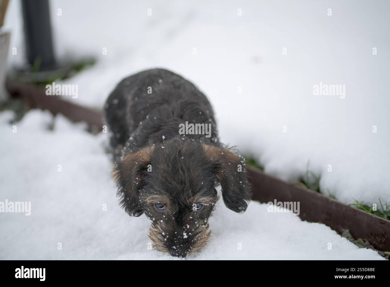 Simpatico cucciolo Dachshund in miniatura con i capelli a filo che gioca sulla neve, Dachshund con i capelli a filo Foto Stock