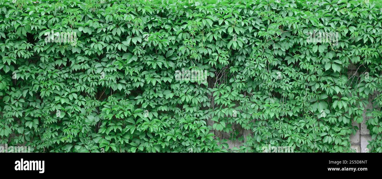 Green ivy cresce lungo il muro beige di piastrelle dipinte. Texture di densi canneti di selvatico edera Foto Stock