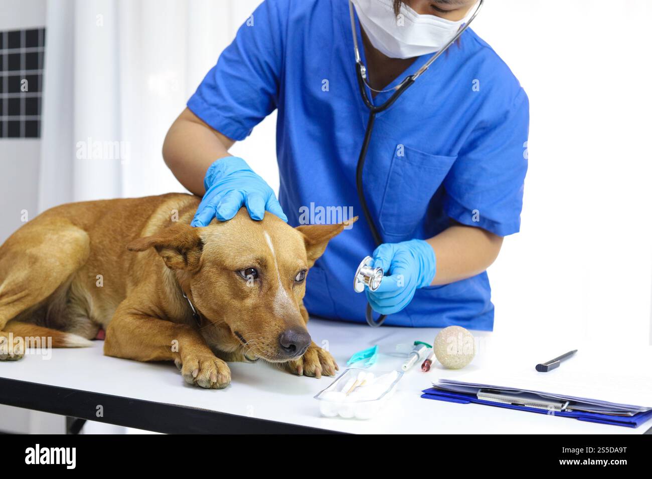 Cane sul tavolo d'esame della clinica veterinaria. Assistenza veterinaria. Medico veterinario e cane Foto Stock