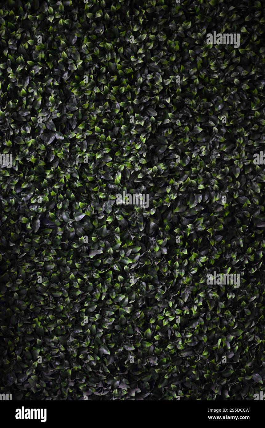 Green ivy cresce lungo la parete. Texture di densi canneti del vitigno selvatico Foto Stock
