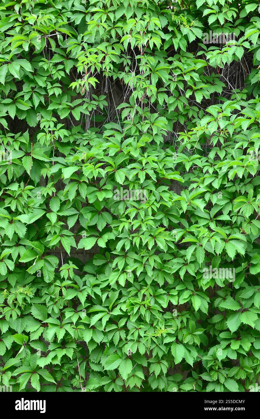 Green ivy cresce lungo il muro beige di piastrelle dipinte. Texture di densi canneti di selvatico edera Foto Stock