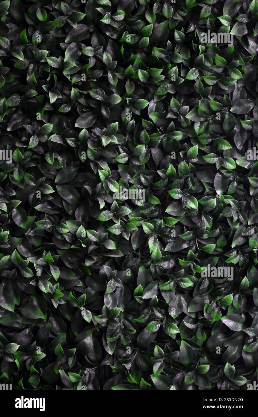 Green ivy cresce lungo la parete. Texture di densi canneti del vitigno selvatico Foto Stock