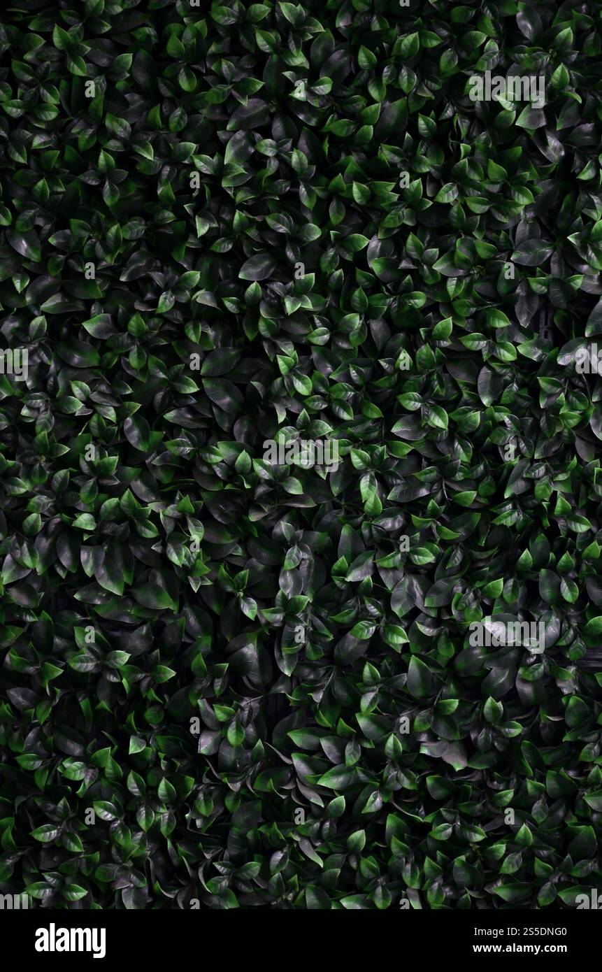 Green ivy cresce lungo la parete. Texture di densi canneti del vitigno selvatico Foto Stock