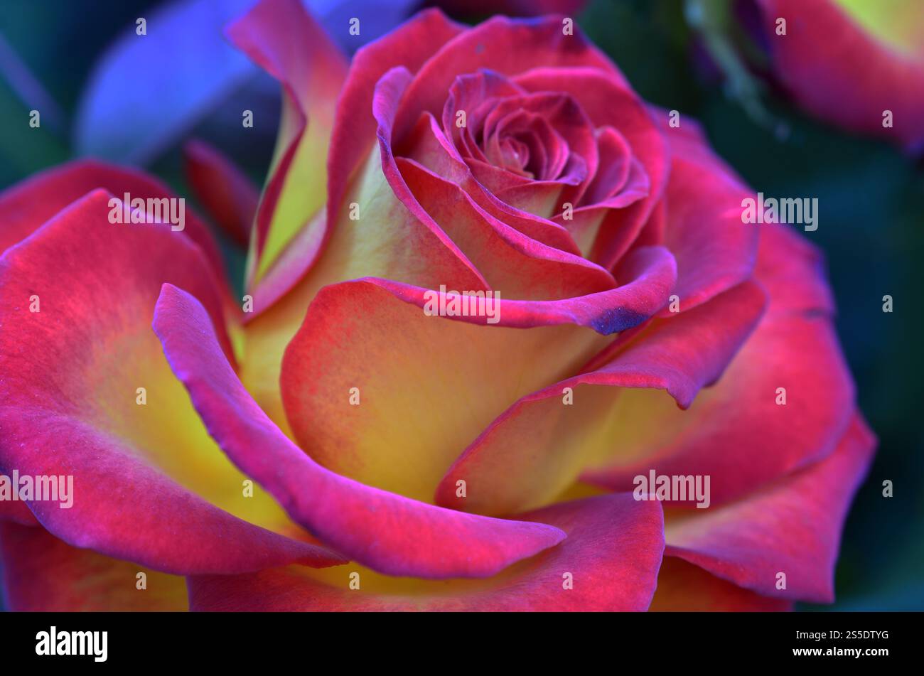 Rose rosa e gialle fresche e bagnate con goccioline in macrofotografia. Rosa fresca e umida con goccioline in macro Foto Stock