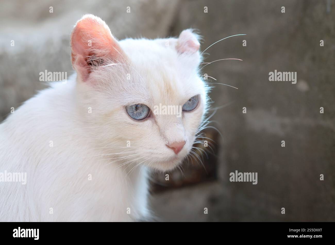 Un gatto bianco puro con occhi blu turchese e orecchie rosa difettose all'aperto. Gatto bianco puro con occhi blu turchese e orecchie rosa difettose Foto Stock
