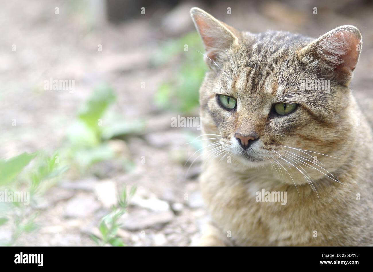 Ritratto muso di un gatto tabby a righe grigie con occhi verdi, messa a fuoco selettiva. Un concetto di umore triste. Triste ritratto alla museruola di un gatto tabby a righe grigie con Foto Stock