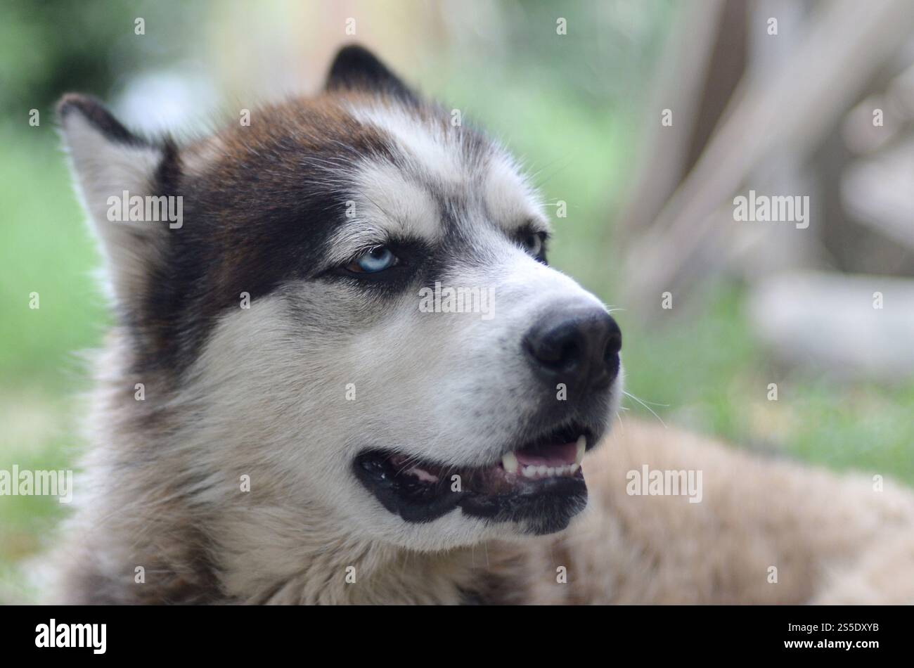 Alaskan Malamute con gli occhi blu. Il Malamute artico è un cane di dimensioni abbastanza grandi, progettato per lavorare nell'imbracatura, uno dei più antichi Foto Stock