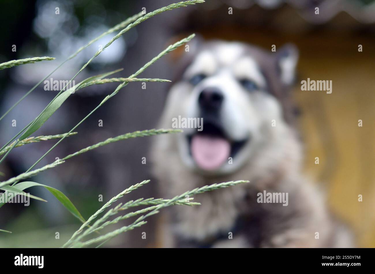 Arctic Malamute con occhi blu che mettono a fuoco il ritratto a distanza ravvicinata attraverso i gambi di erba verde con messa a fuoco selettiva. Arctic Malamute è un posto meraviglioso Foto Stock