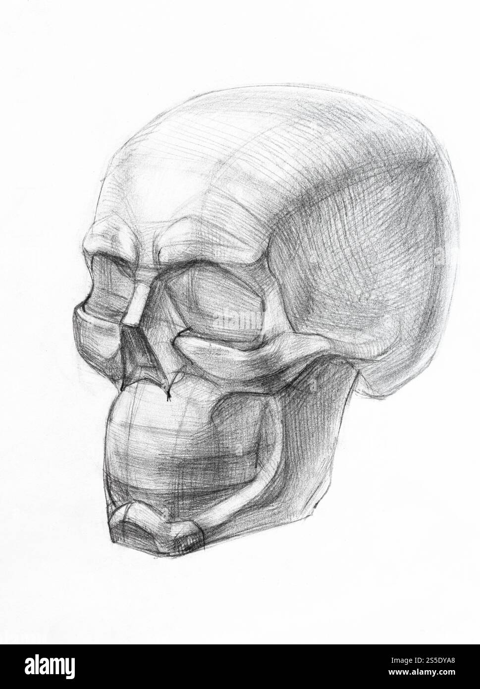 disegno accademico - forma del cranio umano a mano disegnata da una matita regolare su un pape bianco Foto Stock