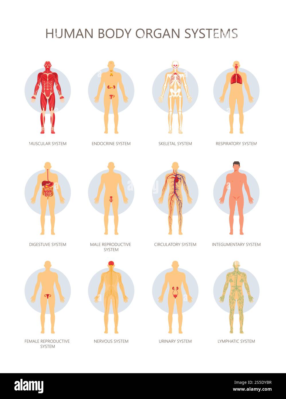 Corpo umano sistemi biologici organi infografica medica. Sistemi vettoriali muscolari, endocrini o scheletrici e respiratori o riproduttivi e digestivi maschili e femminili. Corpo umano sistemi biologici organi infografica medica. Muscolare vettoriale Illustrazione Vettoriale