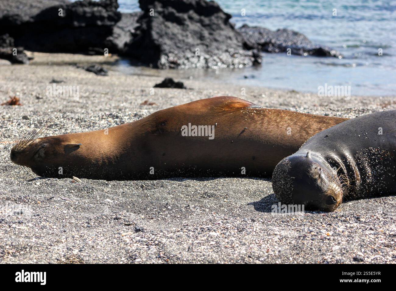 Due leoni marini delle Galapagos che riposano pacificamente sulle coste sabbiose dell'isola di Fernandina, Ecuador. Foto Stock