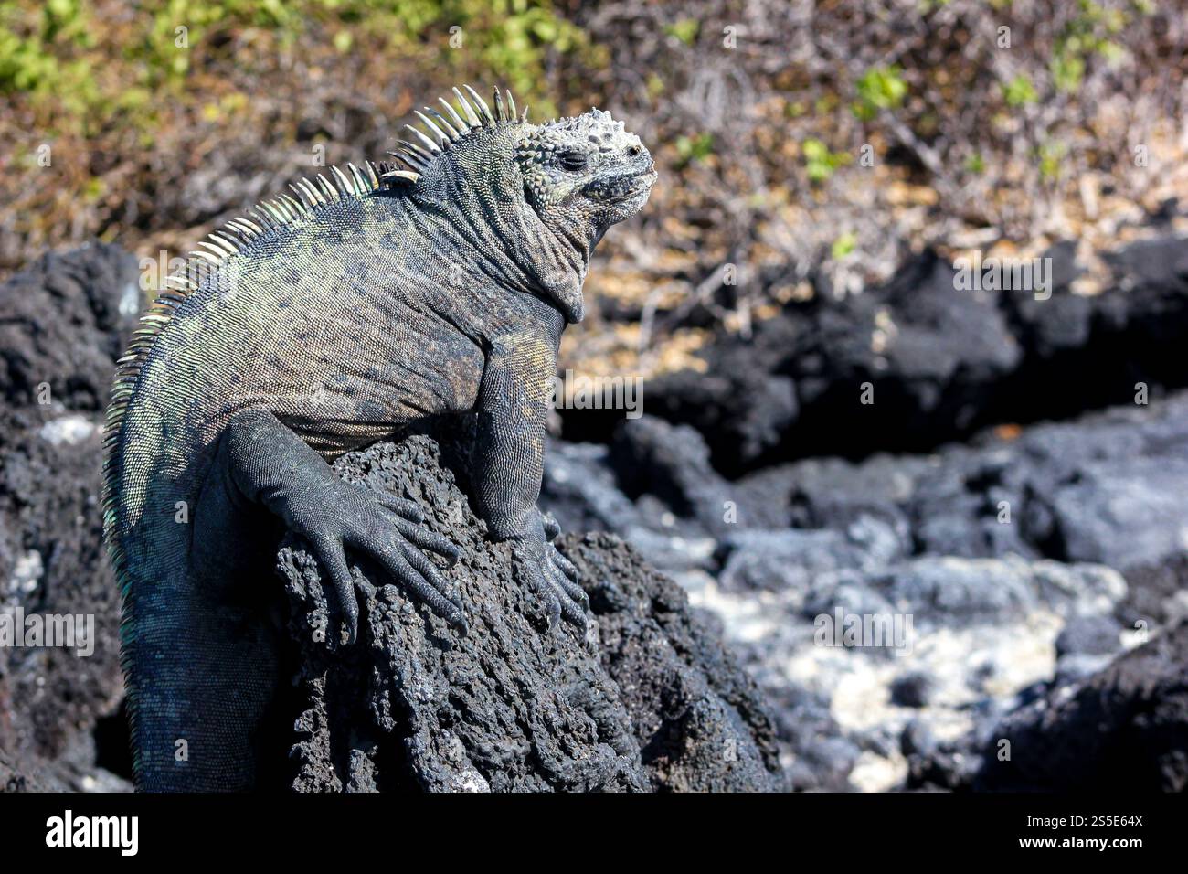 Un'iguana marina delle Galapagos poggiata su una roccia vulcanica, immersa nella calda luce del sole nel suo habitat naturale, l'isola di Fernandina, Ecuador. Foto Stock