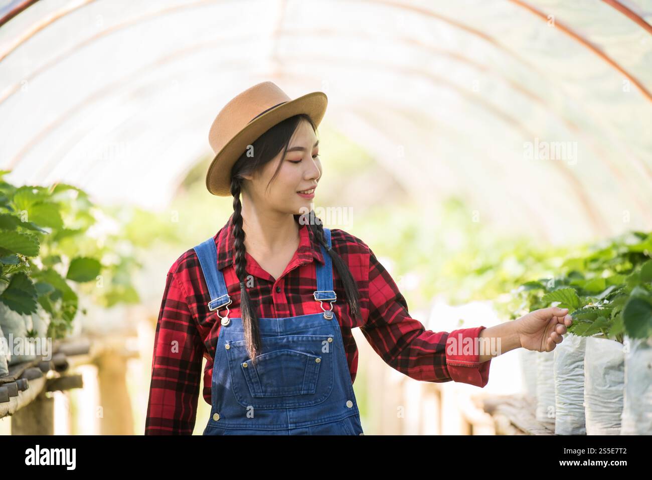 Bella donna contadina che controlla la fattoria di fragole Foto Stock