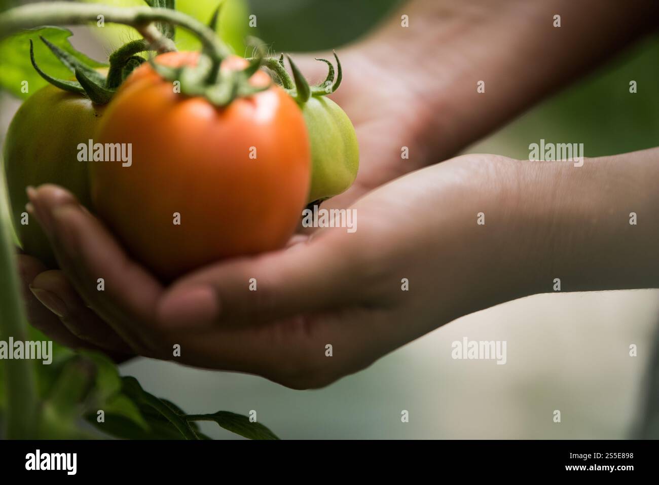 Donna che tiene a mano il pomodoro in un'azienda agricola biologica Foto Stock