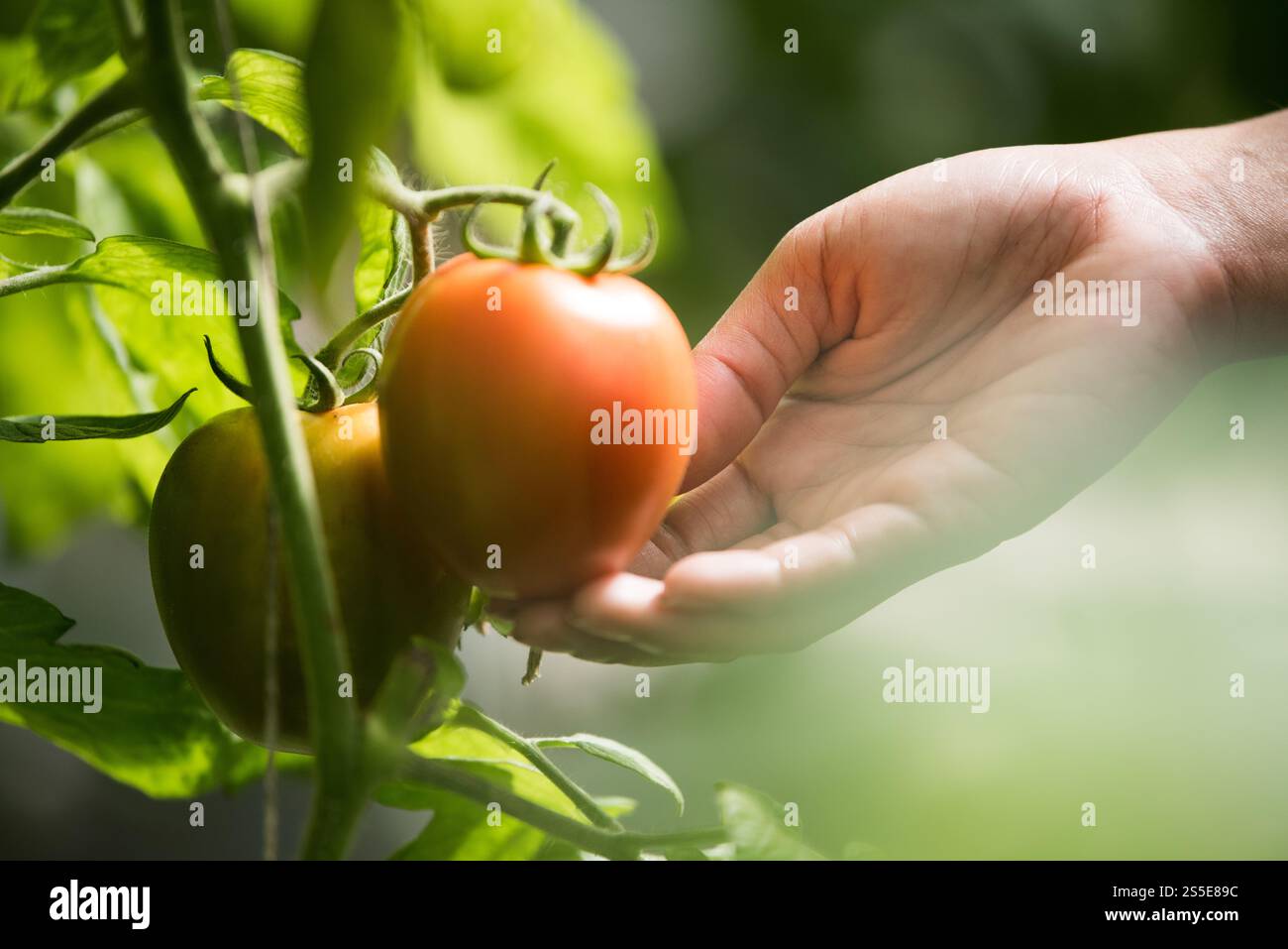 Donna che tiene a mano il pomodoro in un'azienda agricola biologica Foto Stock