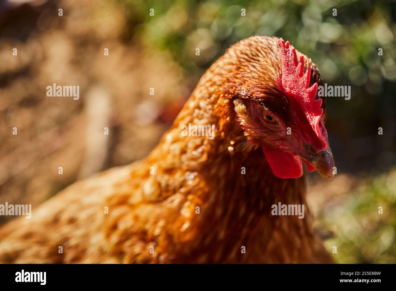 Gallina ovaiola all'aperto in un pascolo, Lancaster County, Pennsylvania, Stati Uniti Foto Stock