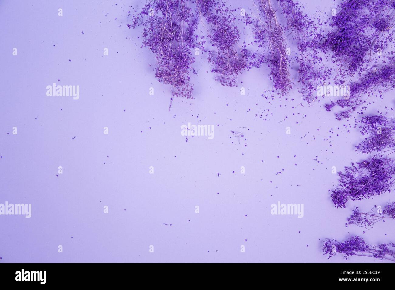 Sfondo decorativo con fiori viola Foto Stock