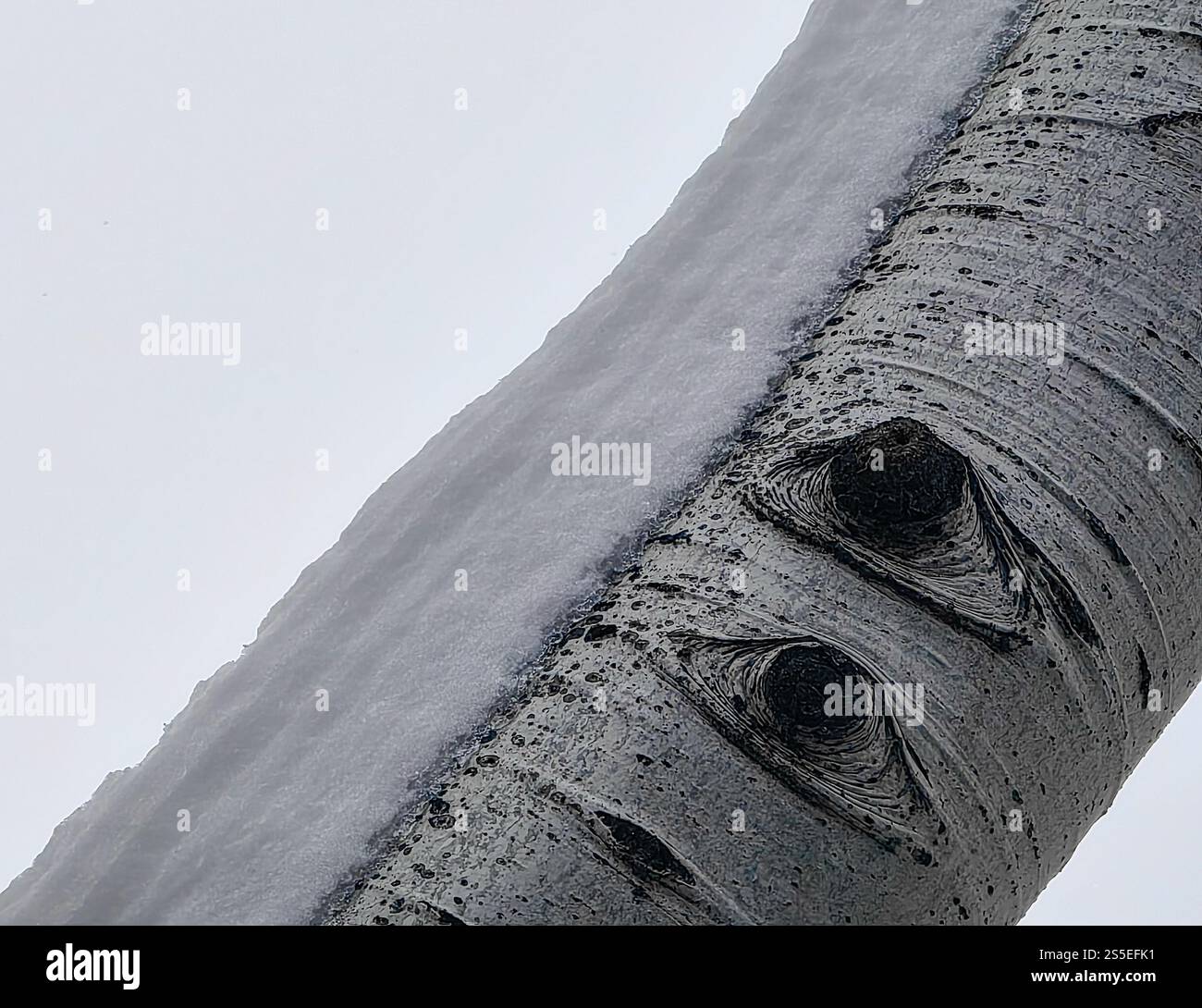 Occhi astratti della natura: Tronco di alberi ricoperto di neve Foto Stock Occhi astratti della natura: Tronco di alberi ricoperto di neve Foto Stock