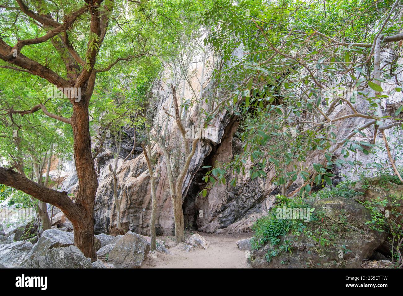 La foresta naturale di Thao Kosa e il parco delle grotte di Khao Kalok vicino alla città di Hua Hin nella provincia di Prachuap Khiri Khan in Thailandia, Thailandia, Hua Foto Stock
