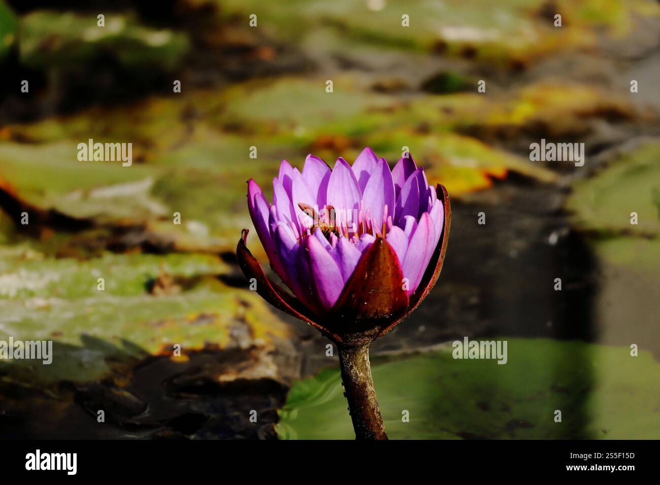 Water Lily e The Bee Foto Stock