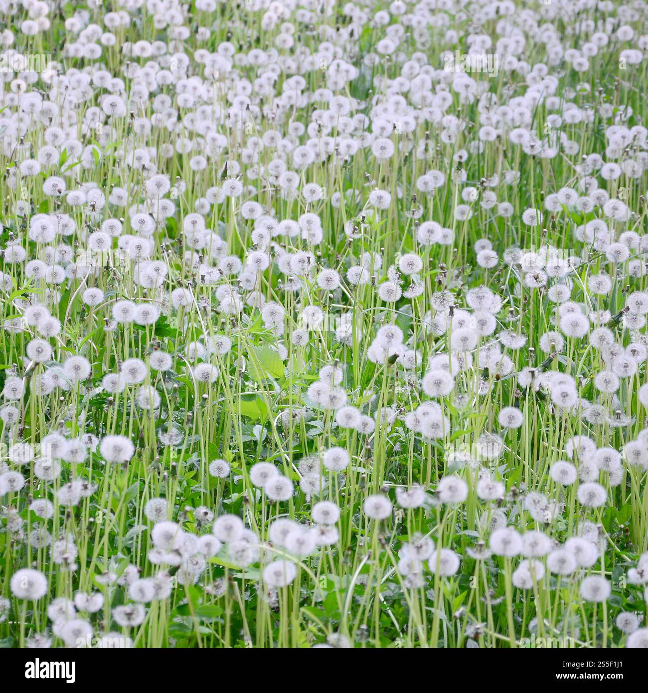 I morbidi leoni bianchi fioriscono in natura, sfondo naturale. Molti fiori nel prato verde da vicino. Messa a fuoco selettiva. Fiori di leoni bianchi soffici Foto Stock