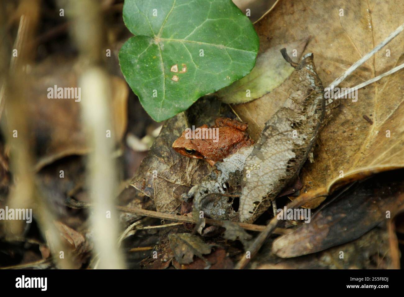 una piccola rana rossa è nascosta tra le foglie cadute. Foto Stock