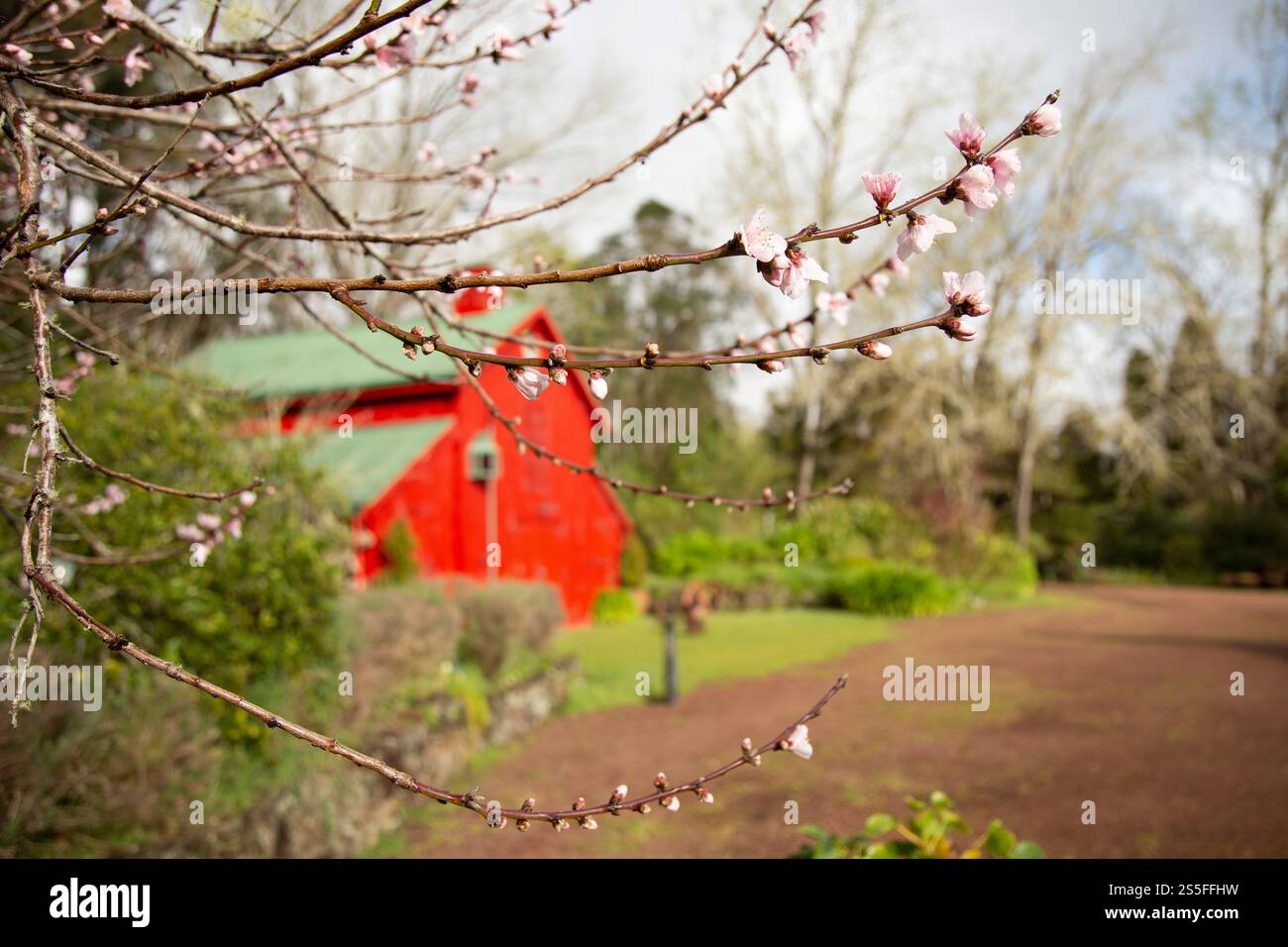 Ramifica con fiori in fiore a fuoco con una casa da fienile rossa e vegetazione nel morbido sfondo focalizzato in una giornata luminosa, Auckland, nuova Zelanda Foto Stock