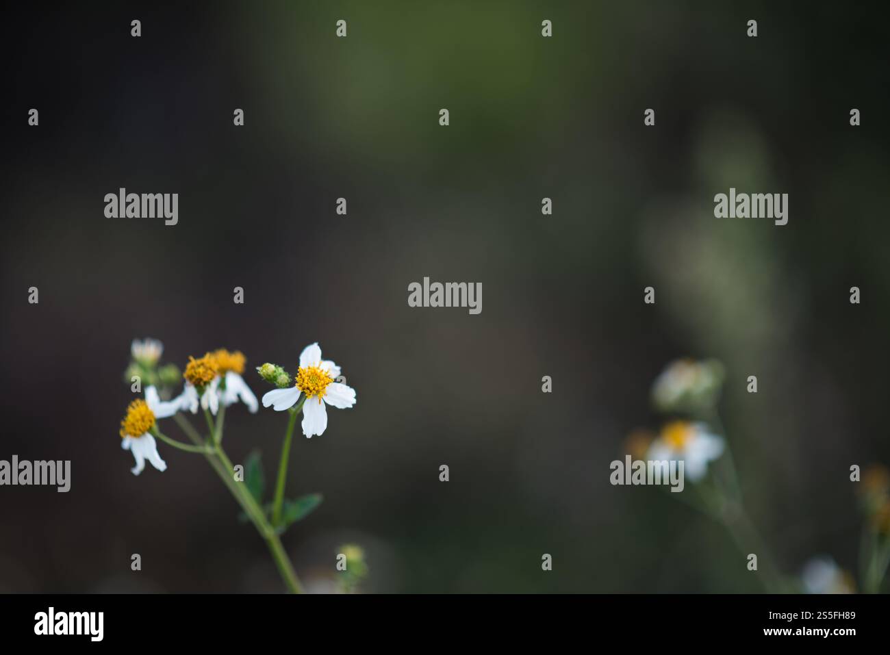 piccolo fiore bianco nella foresta Foto Stock