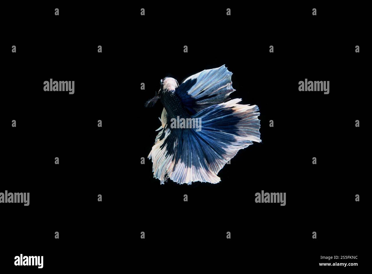 Bellissimo colorato di pesce siamese betta Foto Stock